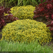 Sedum, Rock N Low Yellow Brick Rd #1